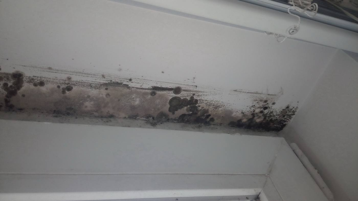 Mold growing on drywall after a water leak